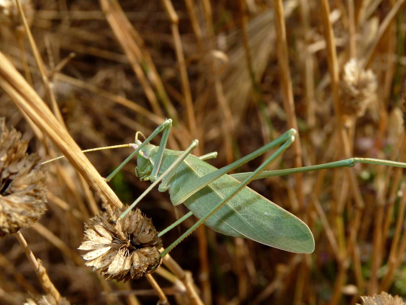 Acrometopa cf . italica